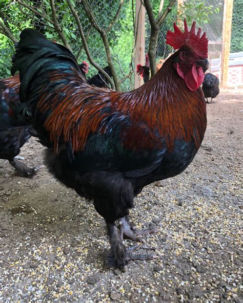 Marans chicken is a dual purpose breed that produces rich chocolate brown eggs and meat. It was developed in France from feral chickens descended from fighting …